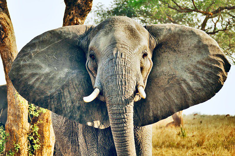 Which is the First Largest National Park in Uganda