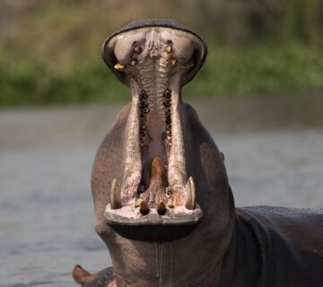 Why should I visit Murchison Falls National Park this December