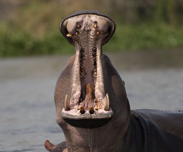 Why should I visit Murchison Falls National Park this December