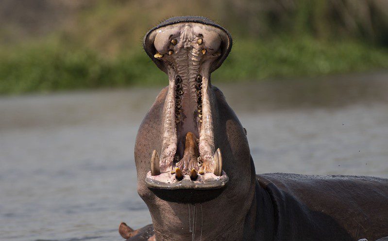 Why should I visit Murchison Falls National Park this December