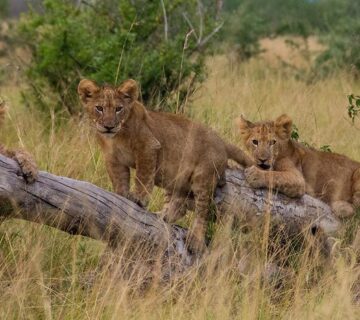 Wild Safari in Kidepo Valley National Park