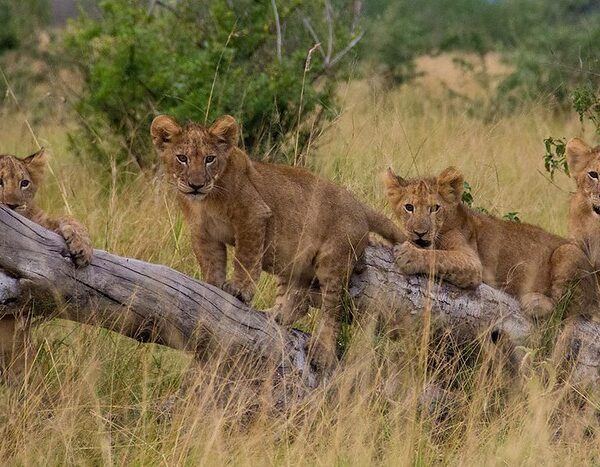 Wild Safari in Kidepo Valley National Park
