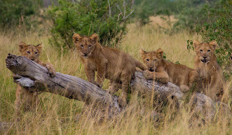 Wild Safari in Kidepo Valley National Park
