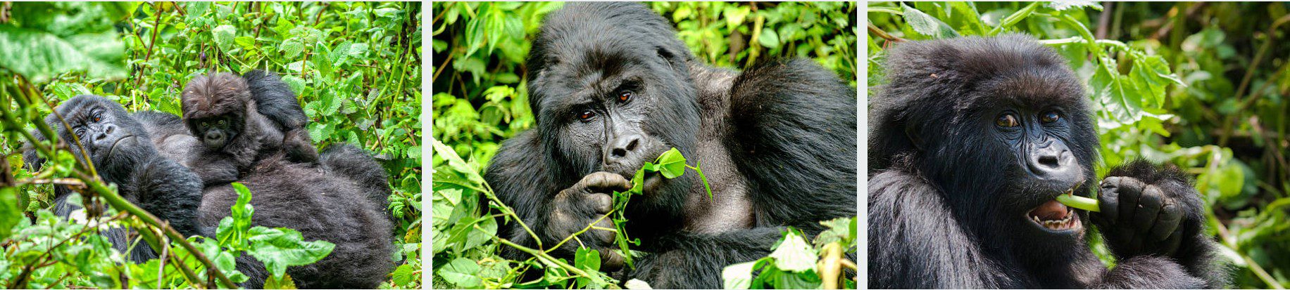 Gorilla trekking in Bwindi, Uganda, starting from Kigali, Rwanda
