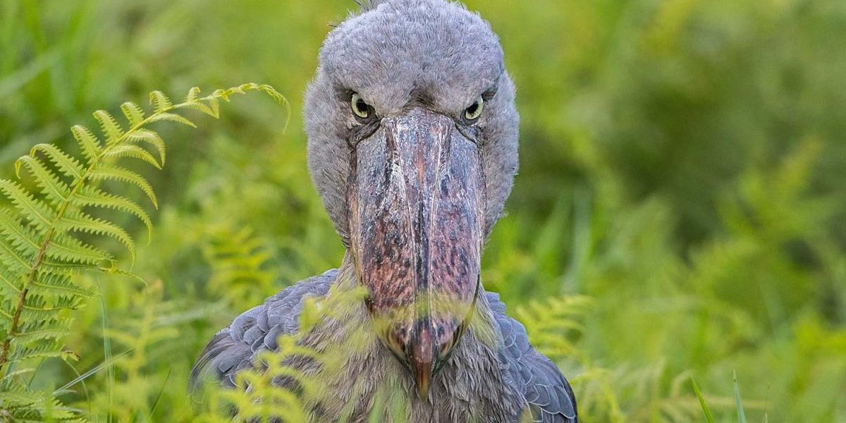 Shoe bill stork on ambush Buganda Kingdom Cultural Wildlife And Adventure Safari