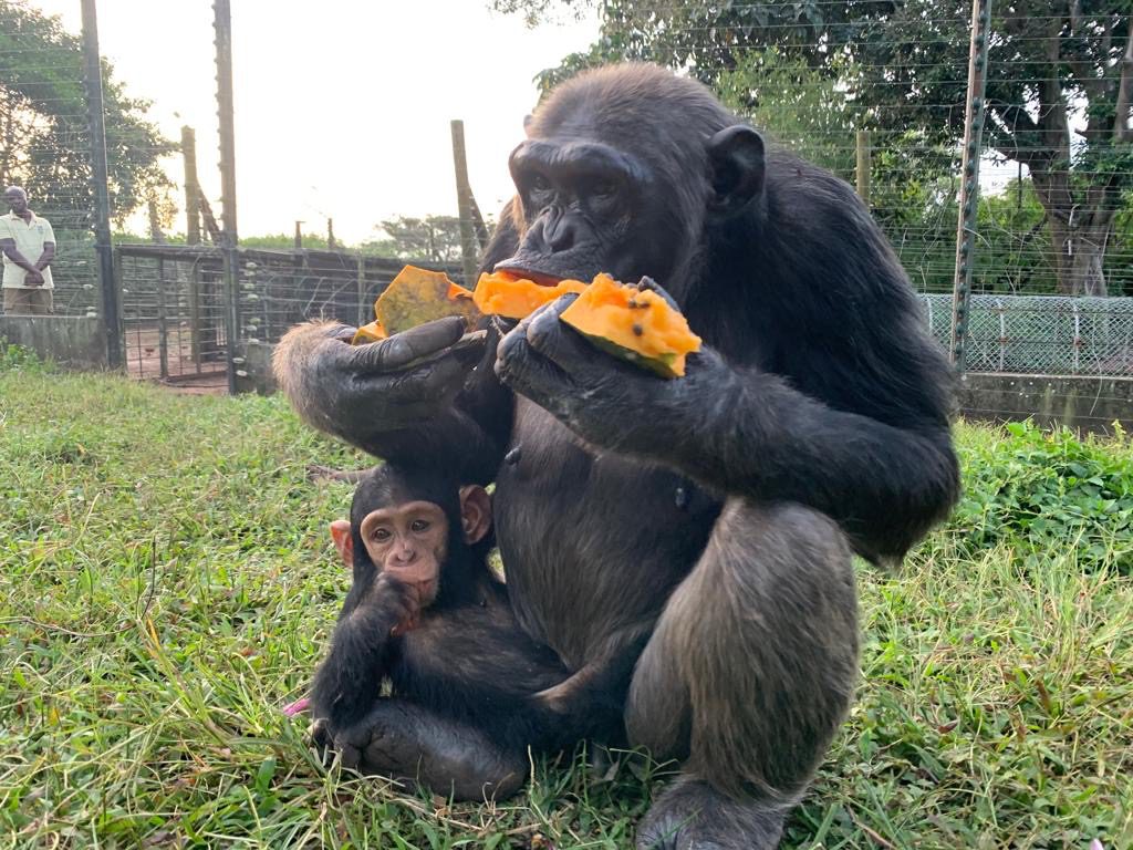 Mother orphaned Chimpanzee in Ngamba Island Buganda Kingdom Cultural Wildlife And Adventure Safari