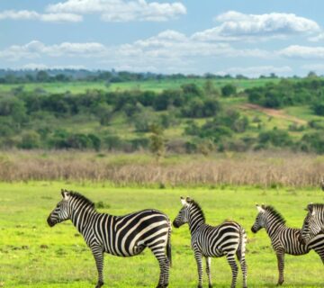 Zebras grazing on the open savannah in Akagera National Park, Rwanda, with acacia trees in the background 