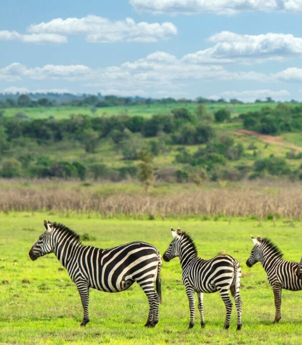 Zebras grazing on the open savannah in Akagera National Park, Rwanda, with acacia trees in the background.