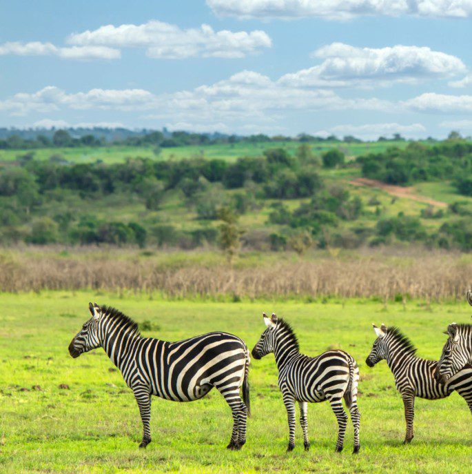 What Animals Can I See in Rwanda's Akagera National Park? 1 Zebras grazing on the open savannah in Akagera National Park, Rwanda, with acacia trees in the background.