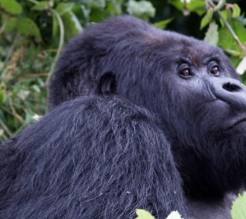 A mountain gorilla sitting peacefully in Rwanda’s Volcanoes National Park, surrounded by lush green vegetation 