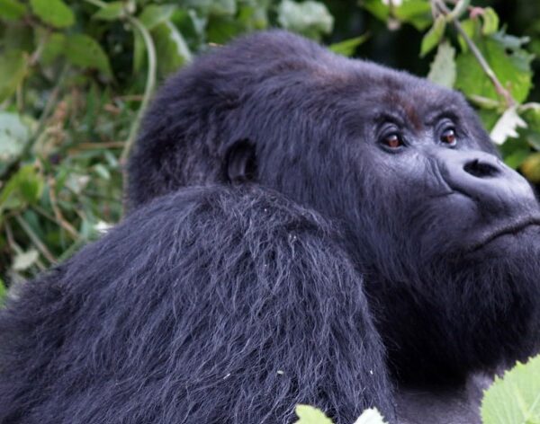 A mountain gorilla sitting peacefully in Rwanda’s Volcanoes National Park, surrounded by lush green vegetation.