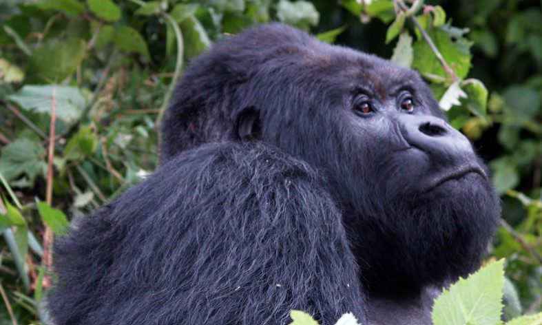 A mountain gorilla sitting peacefully in Rwanda’s Volcanoes National Park, surrounded by lush green vegetation.