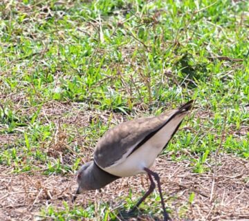 Birdwatcher observing colorful birds through binoculars in a Tanzanian national park