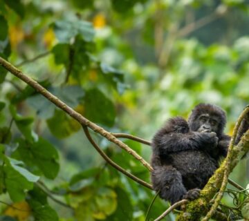 Mountain gorilla in Bwindi Impenetrable National Park surrounded by dense forest vegetation in Uganda 