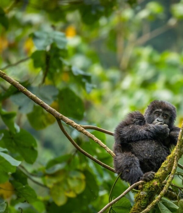Mountain gorilla in Bwindi Impenetrable National Park surrounded by dense forest vegetation in Uganda.