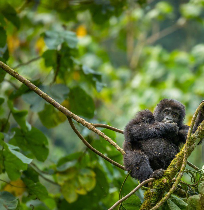 Mountain gorilla in Bwindi Impenetrable National Park surrounded by dense forest vegetation in Uganda.