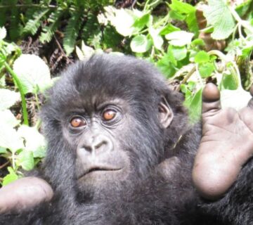 Mountain gorilla sitting peacefully in the lush forests of Rwanda's Volcanoes National Park 