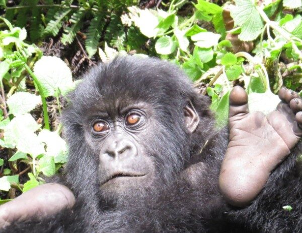 Mountain gorilla sitting peacefully in the lush forests of Rwanda's Volcanoes National Park.