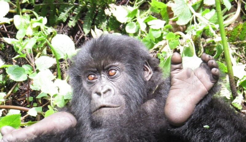 Mountain gorilla sitting peacefully in the lush forests of Rwanda's Volcanoes National Park.