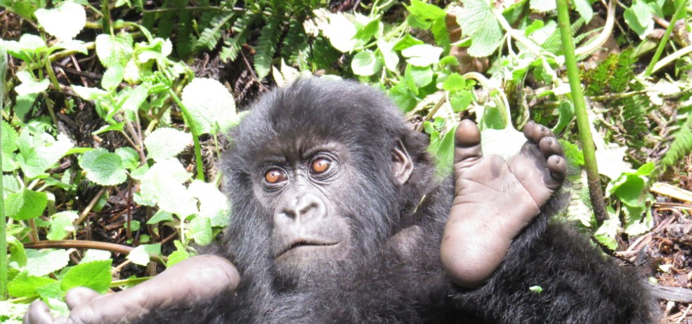 Mountain gorilla sitting peacefully in the lush forests of Rwanda's Volcanoes National Park.