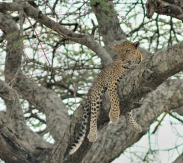 Leopard resting on a tree branch in Serengeti National Park, Tanzania, during a wildlife safari 
