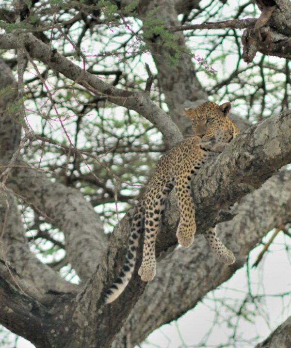 Leopard resting on a tree branch in Serengeti National Park, Tanzania, during a wildlife safari.