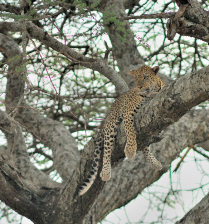 Leopard resting on a tree branch in Serengeti National Park, Tanzania, during a wildlife safari.