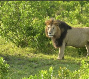 A majestic lion in the plains of Masai Mara, Kenya, surrounded by golden grass and a clear sky 