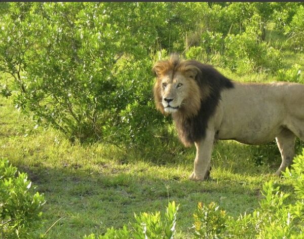 A majestic lion in the plains of Masai Mara, Kenya, surrounded by golden grass and a clear sky.