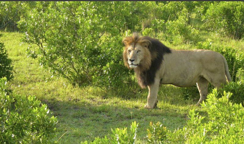 A majestic lion in the plains of Masai Mara, Kenya, surrounded by golden grass and a clear sky.