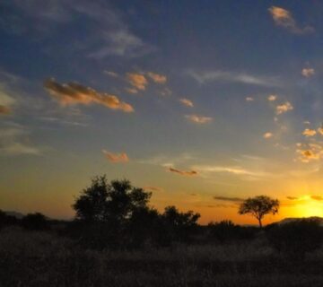 Twilight view of a Kenyan conservancy before a night safari begins