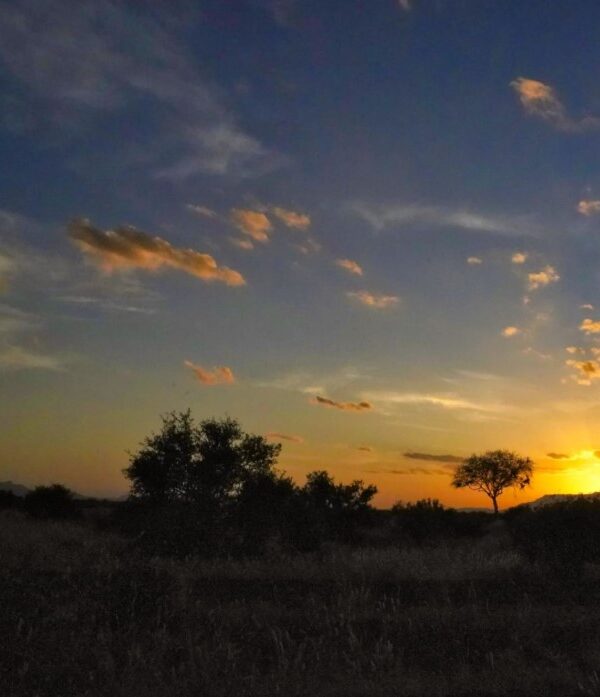 Twilight view of a Kenyan conservancy before a night safari begins