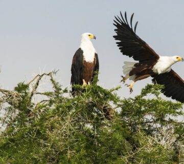 Birds near the Kazinga Channel in Queen Elizabeth National Park, Uganda "