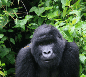 Can You Do a Safari Without a 4x4 in Rwanda? Exploring the Wild Beyond Conventional Limits