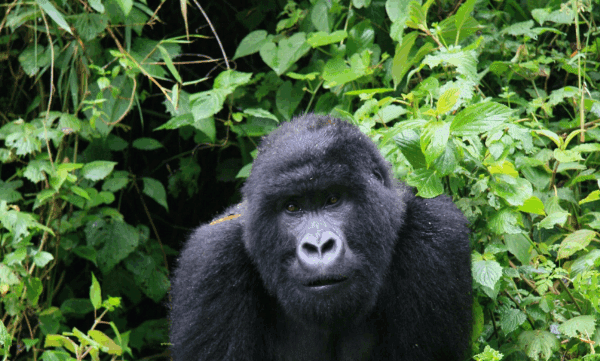 Can You Do a Safari Without a 4x4 in Rwanda? Exploring the Wild Beyond Conventional Limits
