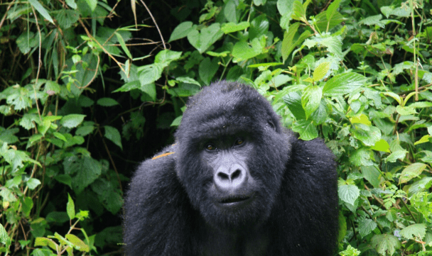 Can You Do a Safari Without a 4x4 in Rwanda? 1 Can You Do a Safari Without a 4x4 in Rwanda? Exploring the Wild Beyond Conventional Limits