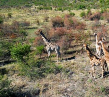 Herd of zebras grazing on open plains during a Serengeti safari