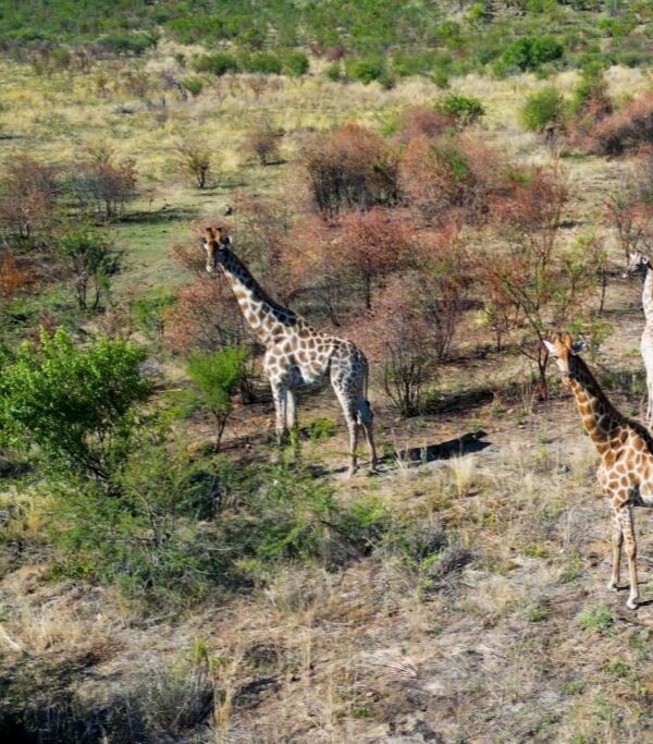 Herd of zebras grazing on open plains during a Serengeti safari