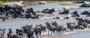 Wildebeests crossing a river during the Great Wildebeest Migration in Africa, showcasing dramatic wildlife action.