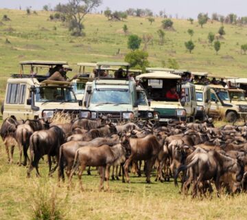 Group of wildebeest clustered on the embankment of the Mara River during the northern part of the annual Great Migration of the Serengeti