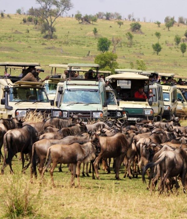 Group of wildebeest clustered on the embankment of the Mara River during the northern part of the annual Great Migration of the Serengeti