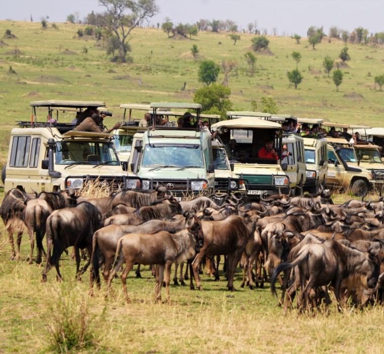 Group of wildebeest clustered on the embankment of the Mara River during the northern part of the annual Great Migration of the Serengeti