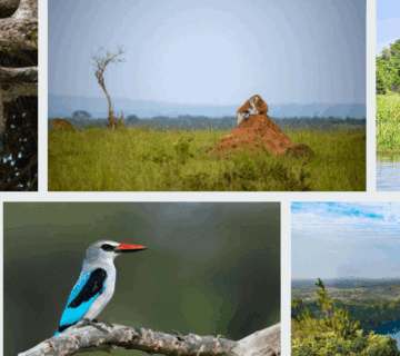 Best african summer safaris 360x320