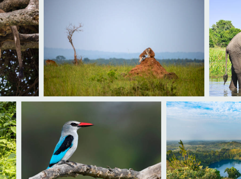 best-african-summer-safaris