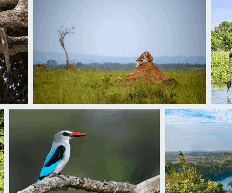 best-african-summer-safaris
