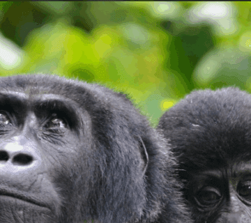 What Are the Best Gorilla Trekking Tours in Uganda?
