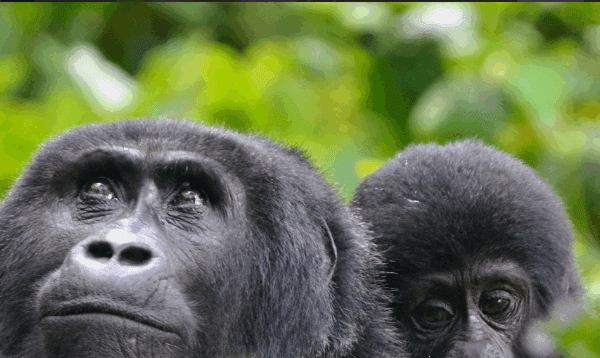 What Are the Best Gorilla Trekking Tours in Uganda?