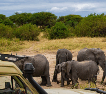 Best Safari Deals in Tanzania’s Low Season