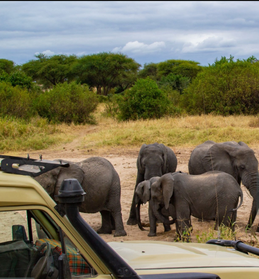 Best Safari Deals in Tanzania’s Low Season