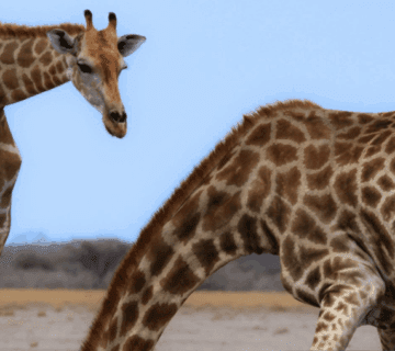 Serengeti vs  Masai Mara safari landscape with wildebeest migration herd